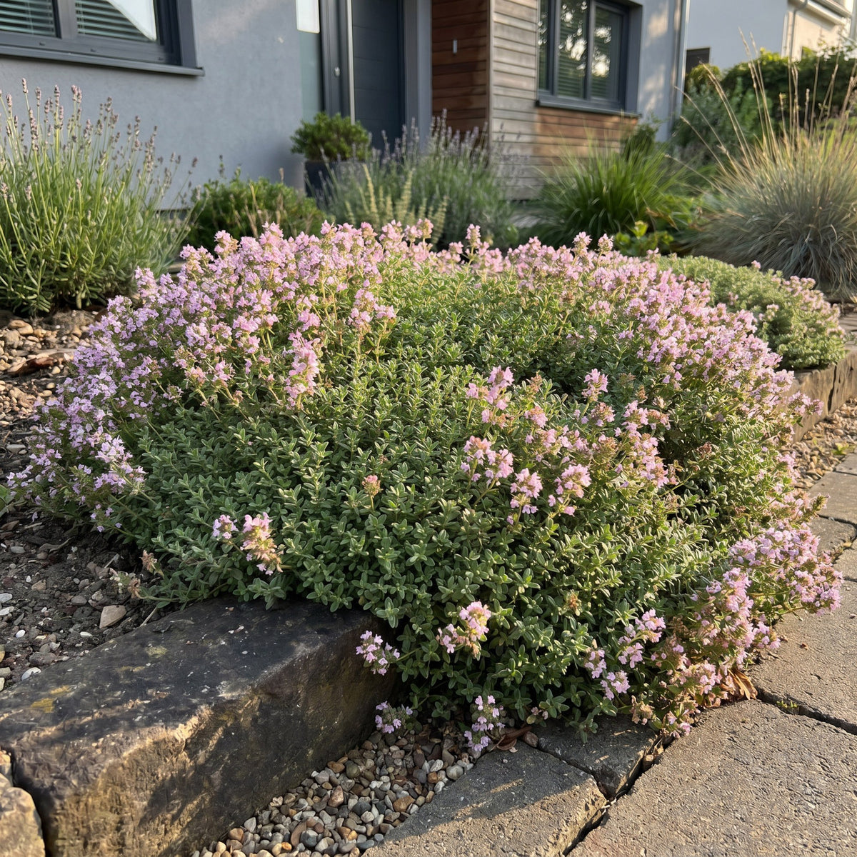 Kriech-Thymian 'Minor' – Thymus praecox 'Minor' – 6 Pflanzen – Topf Ø11cm – Ansicht 6