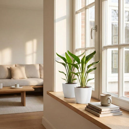 Paradiesvogelblume – Strelitzia reginae – Topf Ø12cm – Höhe 35cm – mit weißem Dekotopf – Ansicht 3
