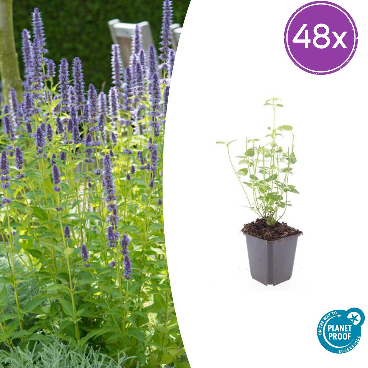 Asiatische Duftnessel Agastache 'Black Adder' – Staude mit dunkelvioletten Blüten – Ø9cm – Ansicht 21