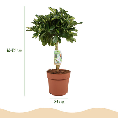 Green boutiQ - Zimmerpflanzen - Schefflera Gold Capelle - Fingerbaum - Wenig Pflege - Grün - Gold - 1 Pflanze - mit Potter Grau - Topf 21cm - Höhe 70-81cm 