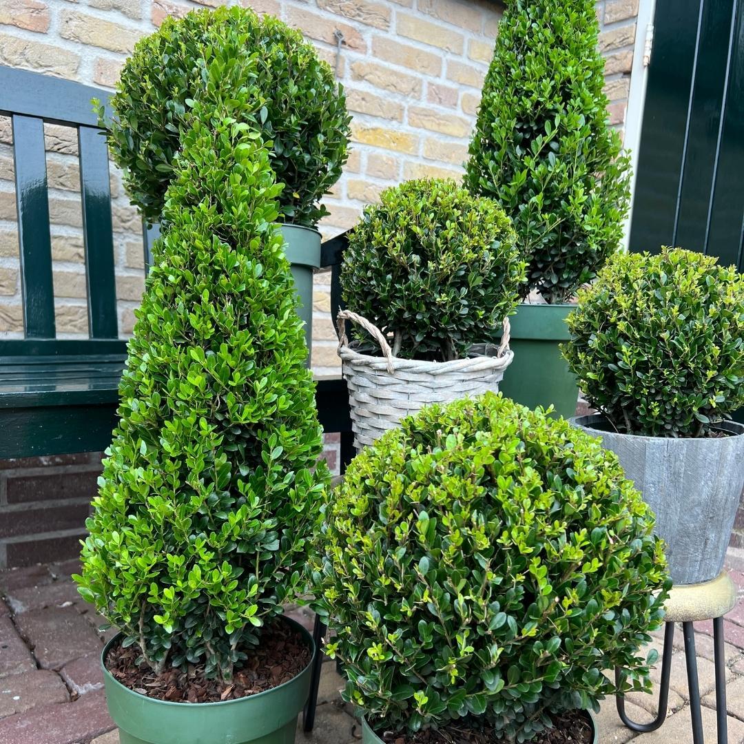 Stechpalme Ilex crenata Pyramide – ↨55 cm – Ø21 cm – Immergrüner, winterharter Buchsbaum-Ersatz für Garten, Terrasse & Topf 
