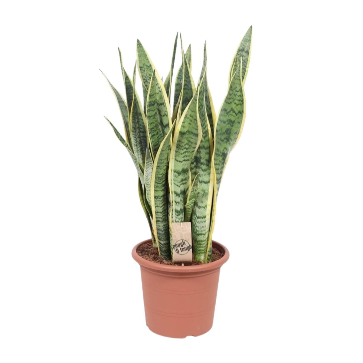 Bogenhanf - Sansevieria Trifasciata Laurentii - Zimmerpflanze - Ø25cm - ↕85cm 