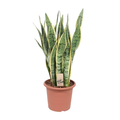 Bogenhanf - Sansevieria Trifasciata Laurentii - Zimmerpflanze - Ø25cm - ↕85cm 