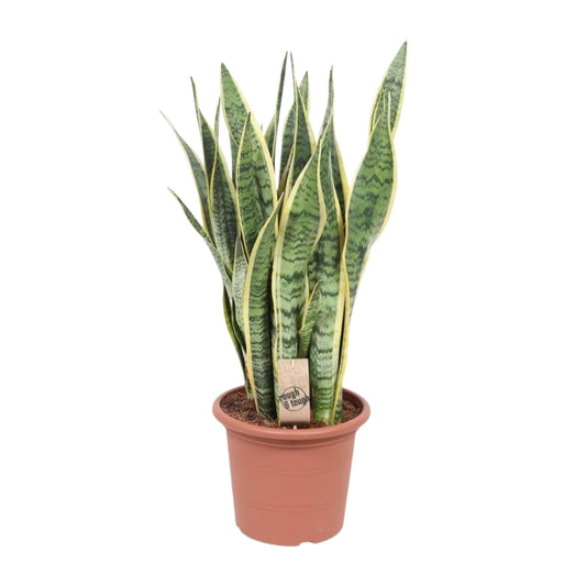 Bogenhanf - Sansevieria Trifasciata Laurentii - Zimmerpflanze - Ø25cm - ↕85cm 