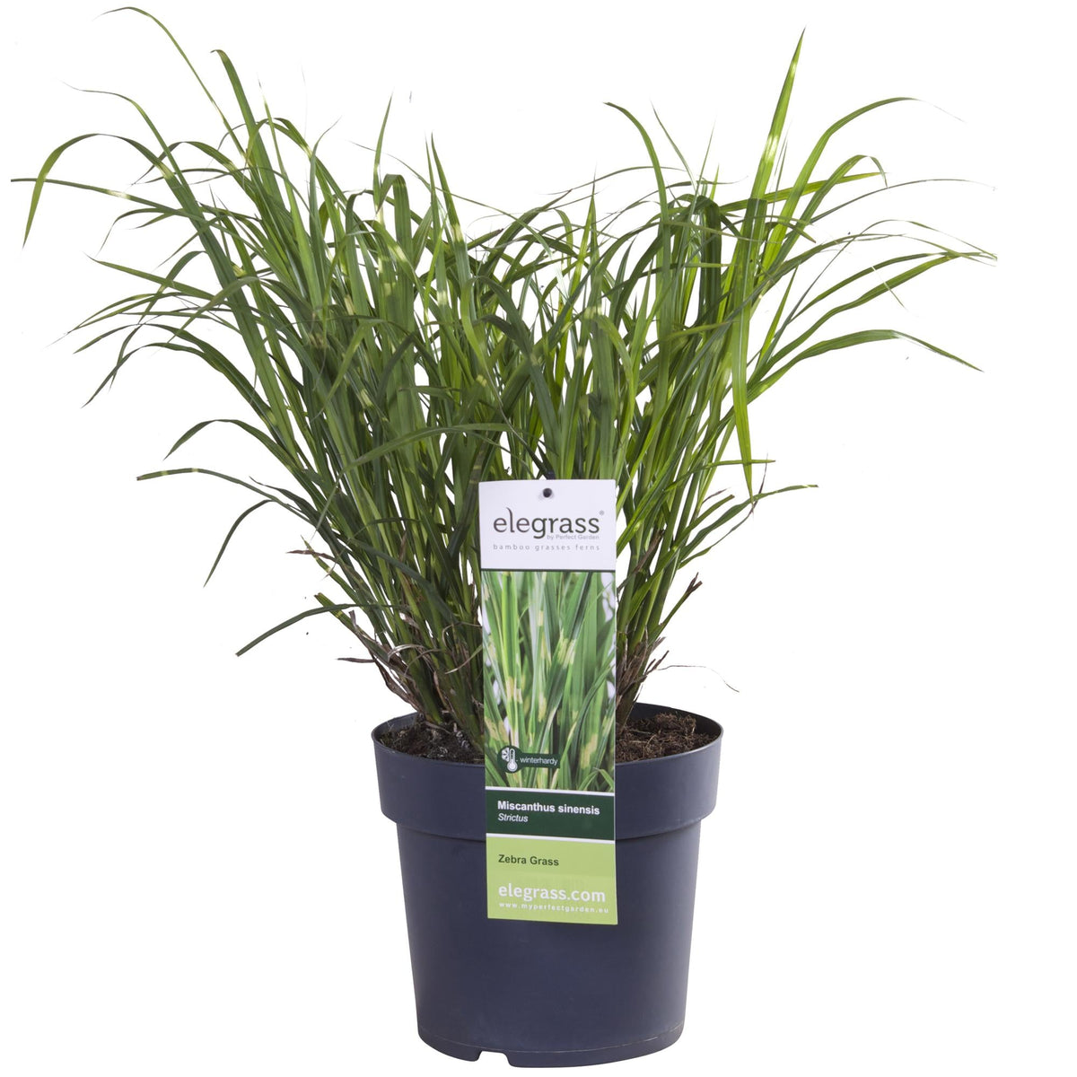 Stachelschweingras Miscanthus sinensis Strictus – Ziergras – Ø23cm – ↕60cm – Zebragras mit grün-gelben Querstreifen – Winterhart & pflegeleicht – Für Beet & Kübel 