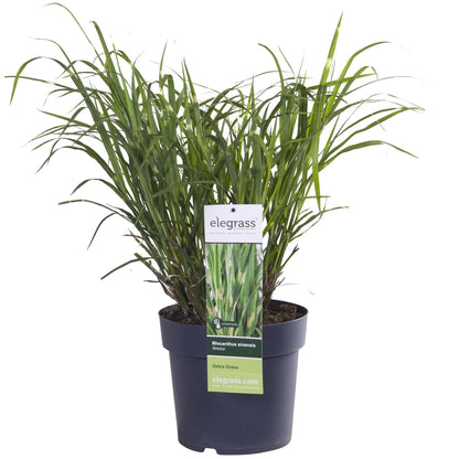 Stachelschweingras Miscanthus sinensis Strictus – Ziergras – Ø23cm – ↕60cm – Zebragras mit grün-gelben Querstreifen – Winterhart & pflegeleicht – Für Beet & Kübel 