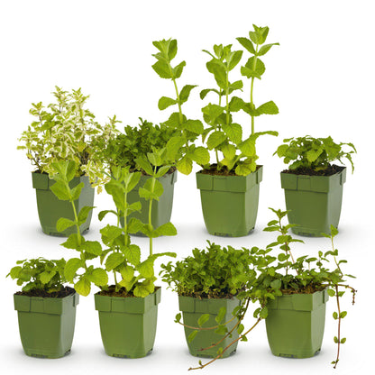 Staudenset Teekräuter – 6 aromatische Kräuterstauden für ca. 1 m² – Für frischen Kräutertee aus dem eigenen Garten – Pflegeleichtes Kräuterpaket – Ø11 cm