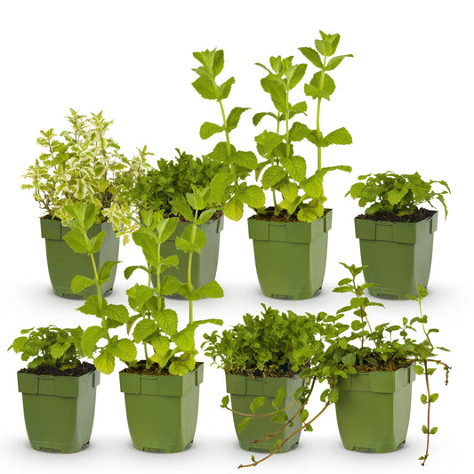 Staudenset Teekräuter – 6 aromatische Kräuterstauden für ca. 1 m² – Für frischen Kräutertee aus dem eigenen Garten – Pflegeleichtes Kräuterpaket – Ø11 cm