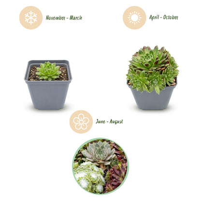 Hauswurz 'Big Sam' – Sempervivum 'Big Sam' – 6 Pflanzen – Topf Ø7cm – Höhe 10-12cm – Ansicht 3