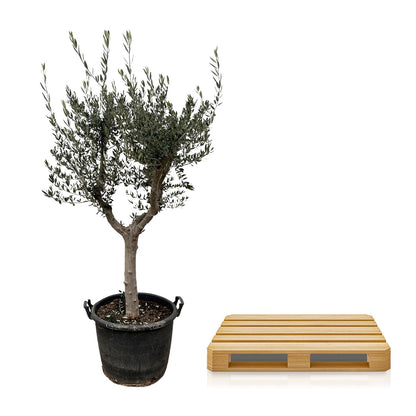 Olivenbaum – Olea europaea ‘Cultivo’ – ca. 220 cm hoch – Ø40 cm – mediterraner Großbaum – für Garten, Terrasse & Wintergarten 