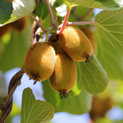 Actinidia deliciosa Golden Kiwi – 2 Obstpflanzen – Süße gelbe Früchte – Ø15cm Höhe 50cm – Einfach zu pflegen & vitaminreich 