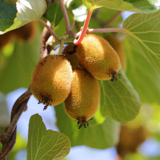 Actinidia deliciosa Golden Kiwi – 2 Obstpflanzen – Süße gelbe Früchte – Ø15cm Höhe 50cm – Einfach zu pflegen & vitaminreich 