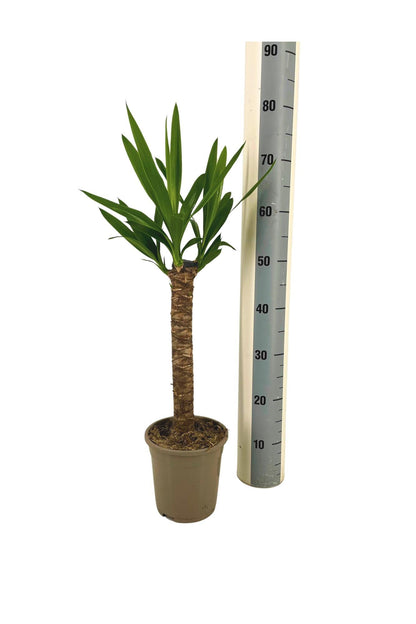Riesen-Palmlilie Yucca Elephantipes Zimmerpflanze Ø17cm – ↑60-80cm – Robuste Yucca mit tropischem Look – Wenig Wasserbedarf – Für Wohnräume & Büros 
