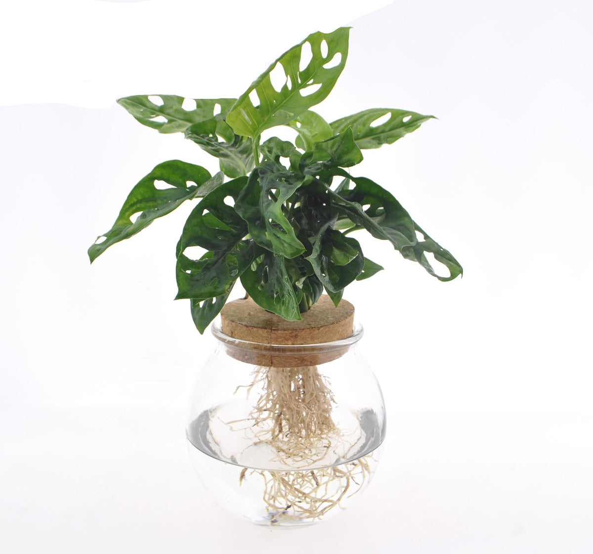 Fensterblatt Monstera adansonii im Bolglas – Zimmerpflanze – Ø12 cm – 25 cm hoch – Hydrokultur im dekorativen Glas – Pflegeleicht & modern 
