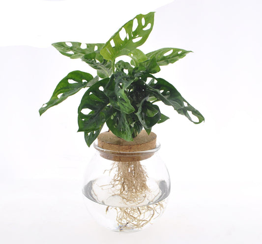 Fensterblatt Monstera adansonii im Bolglas – Zimmerpflanze – Ø12 cm – 25 cm hoch – Hydrokultur im dekorativen Glas – Pflegeleicht & modern 