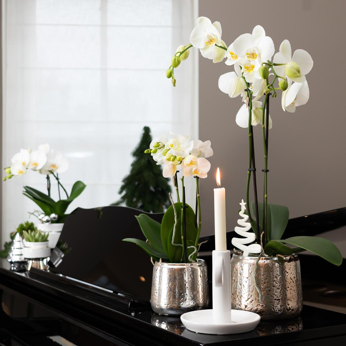 Weiße Phalaenopsis Orchidee Amabilis – 2-3 Zweige – Luxus-Ziertopf Silber Ø9cm – Höhe 40cm – Blühende Zimmerpflanze – Frisch vom Züchter 