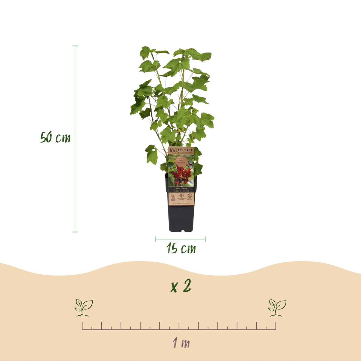 Green boutiQ - Fruit plant - Ribes-Rubes Mix - Tricolour - Hardy - Red Currant - Black Raspberry - Yellow Raspberry - 3 Plants - Pot 15cm - Height 50cm 