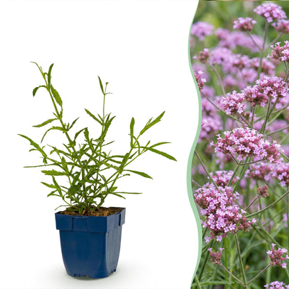 Eisenkraut – Verbena bonariensis 'Lollipop' – Topf Ø11cm – Bienenfreundliche Staude für Garten & Balkon