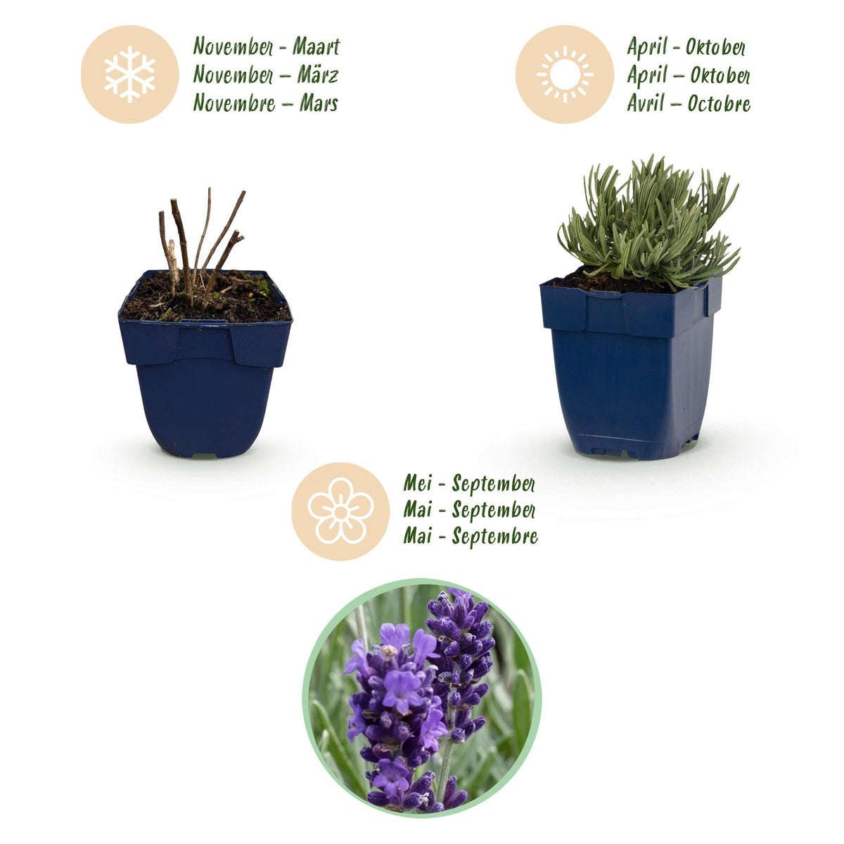 Lavendel 'Munstead' – Lavandula angustifolia 'Munstead' – 6 Pflanzen – Topf Ø11cm – Ansicht 4