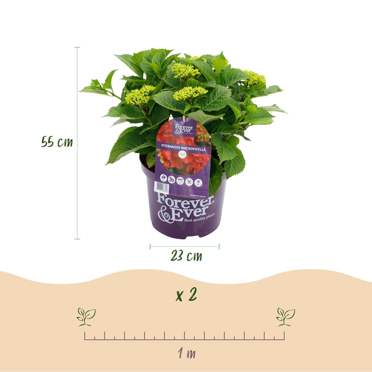 Hortensie Forever & Ever – Hydrangea macrophylla – Rot – Balkonpflanze – 7–12 Blüten – Im 23 cm Topf – Ca. 55 cm hoch – Für Terrasse, Balkon & Beet – Langanhaltende Blüte – Pflegeleicht 