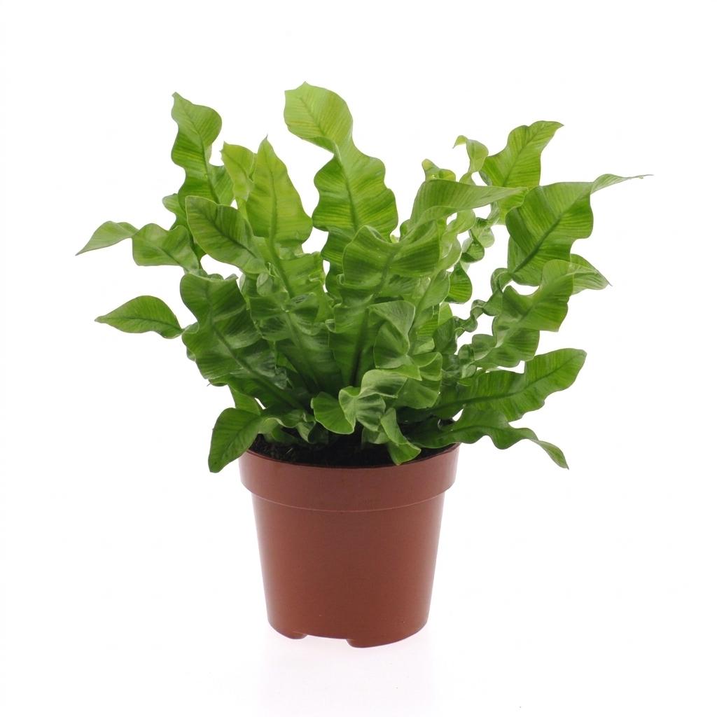 Krauser Wellenfarn 'Crispy Wave' – Asplenium nidus 'Crispy Wave' – Topf Ø12cm – Höhe 30cm – Ansicht 2