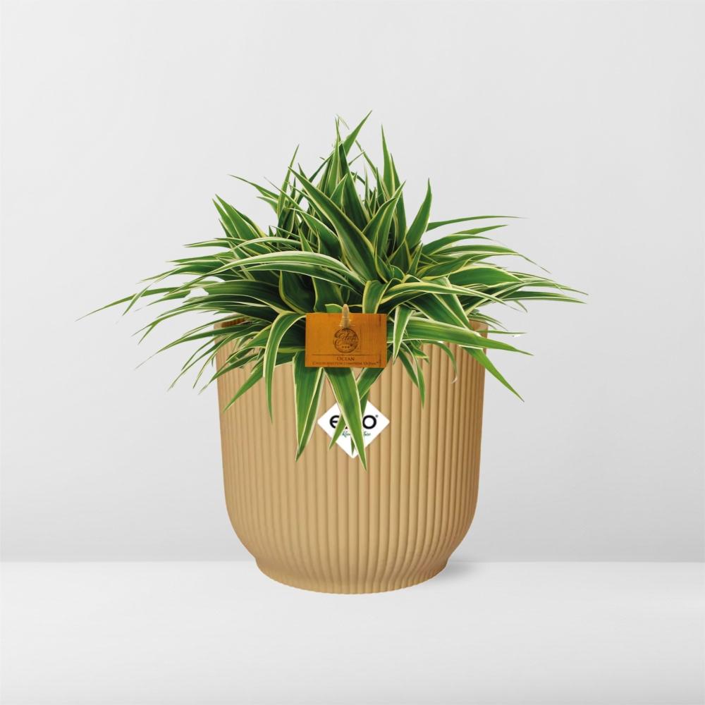 Chlorophytum Ocean 15cm in ELHO Vibes Fold 16cm round geel 
