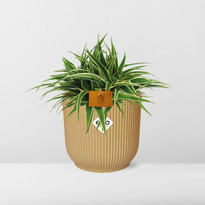 Chlorophytum Ocean 15cm in ELHO Vibes Fold 16cm round geel 