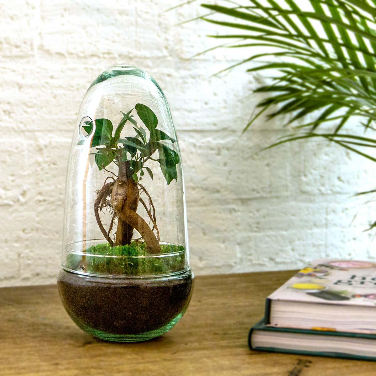 Flaschengarten Egg Bonsai – DIY Terrarium mit Ficus Ginseng – Mini-Biotop – Ø12 cm x H25 cm – Do-it-yourself – Pflegeleichtes Ökosystem für Zuhause & Büro 