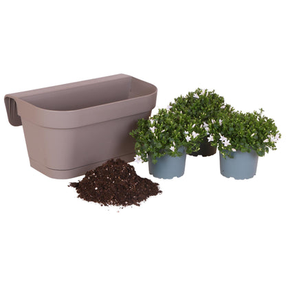 Campanula Addenda Ambella weiß - Balkonpflanzer taupe mit 3 Stück Campanula Topfgröße 12cm - Inkl. Aufhängesystem - Glockenblume Weiß - Stauden 