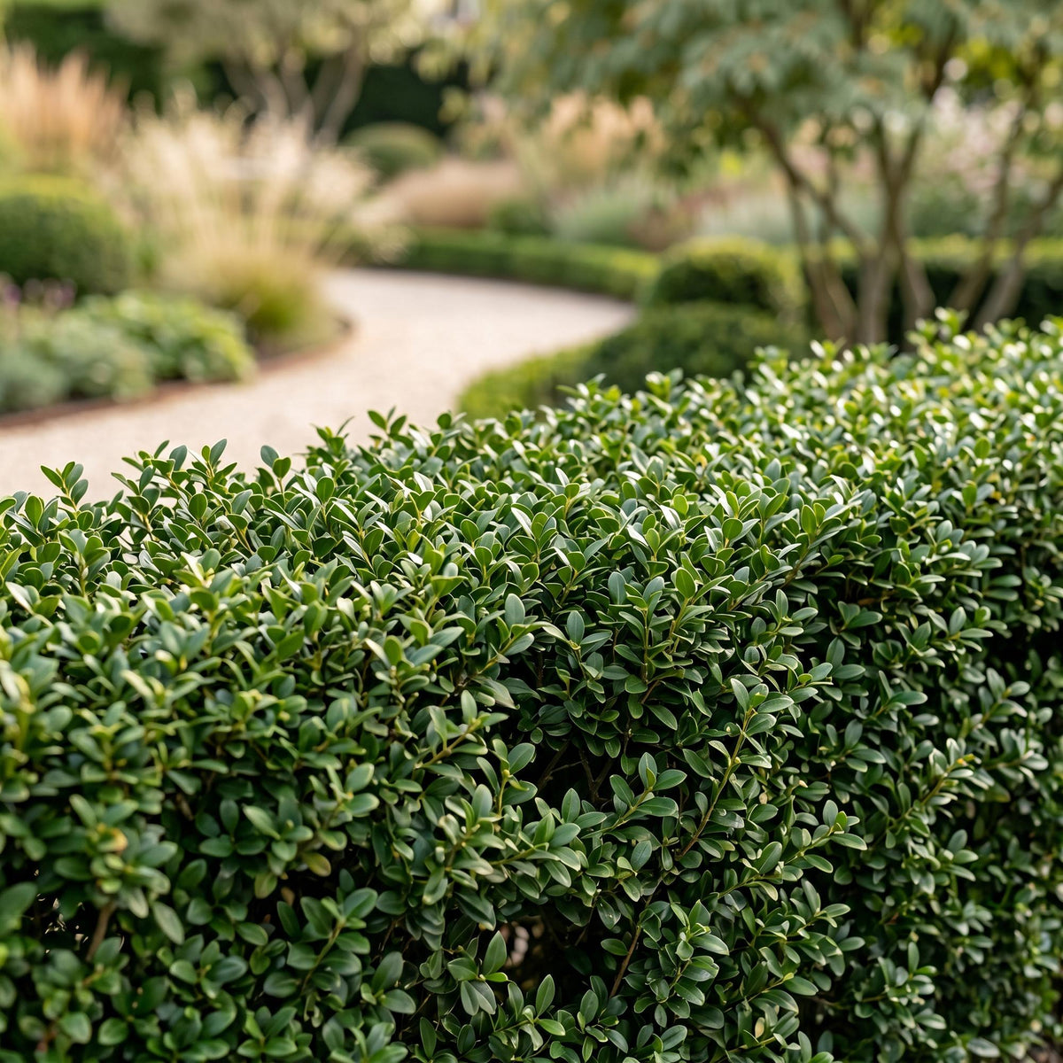 Japanische Stechpalme 'Stokes' – Ilex crenata 'Stokes' – 8 Heckenpflanzen – Topf Ø9cm – Höhe 20-30cm – Ansicht 5