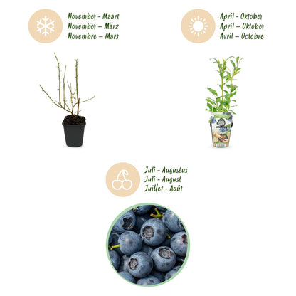 Blaubeere Vaccinium corymbosum Northland winterhart 3 Pflanzen Ø9cm Höhe30cm – Aromatische Blaubeere für Garten Balkon & Terrasse 