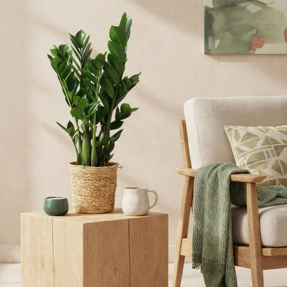Green boutiQ - Zimmerpflanzen - Zamioculcas - ZZ-Pflanze - Wenig Pflege - mit Korb - Grün - 1 Pflanze - Topf 17cm - Höhe 65-75cm 