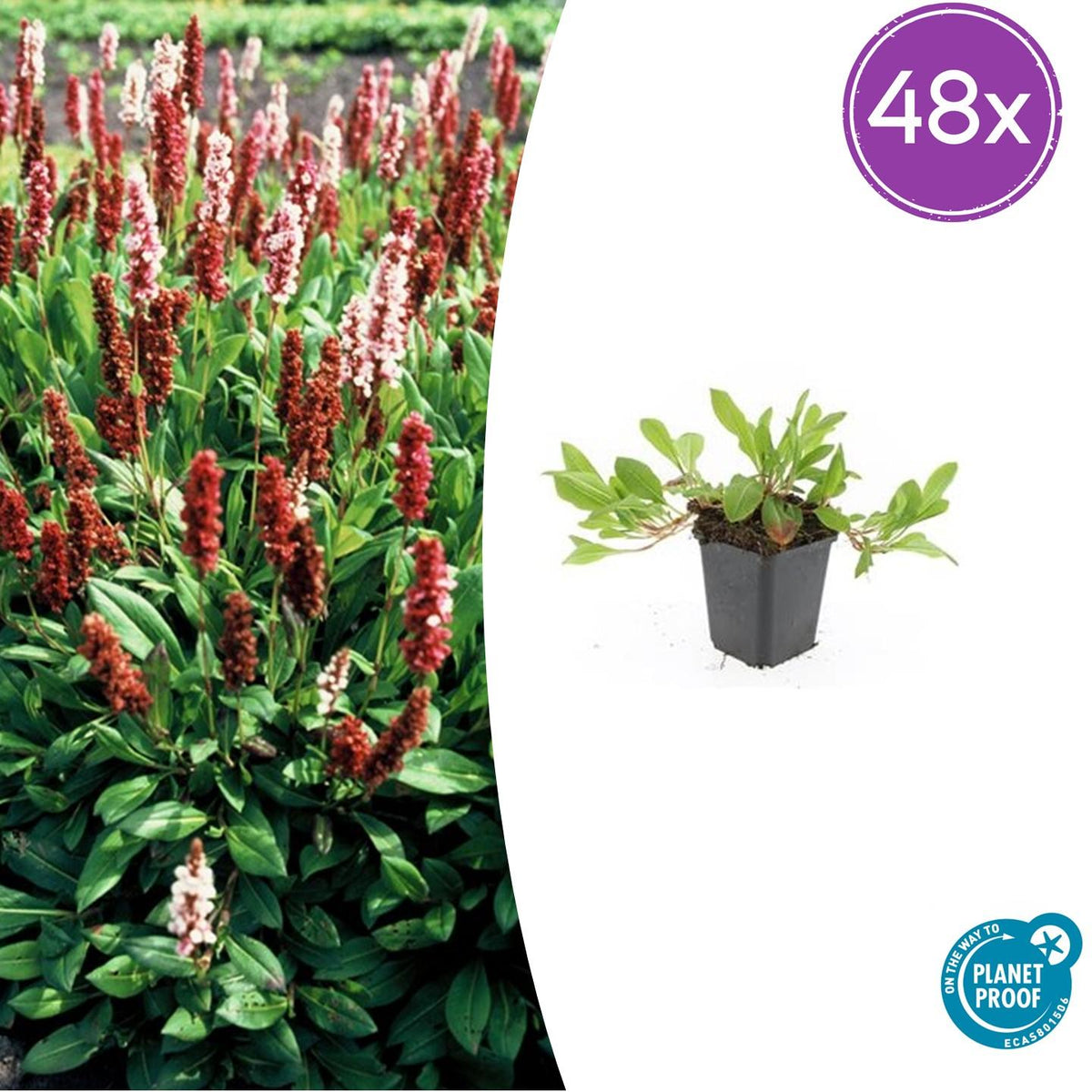 Schneckenknöterich Persicaria aff. 'Darjeeling Red' – ↕10-25cm – Ø9cm – Rotes Laub – Sonne & Halbschatten – Ansicht 18