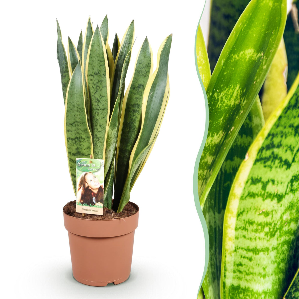 Green boutiQ - Zimmerpflanzen - Sansevieria Laurentii - Schwiegermutterzunge - Wenig Pflege - Grün - Gelb - 1 Pflanze - Topf 21cm - Höhe 70-80cm 