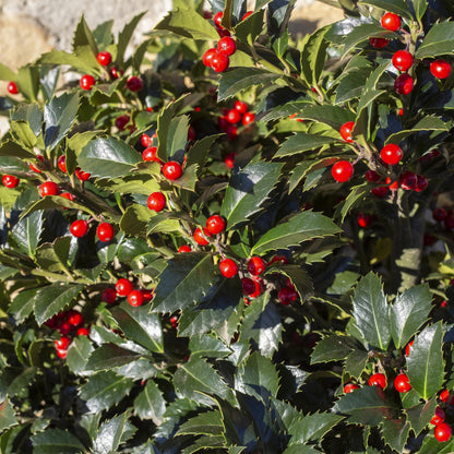 Stechpalme – Ilex meserveae Blue Maid – Heckenpflanze – Blatt grün – 8 Pflanzen – 1 laufender Meter – immergrün – 9cm Höhe 25-30cm 