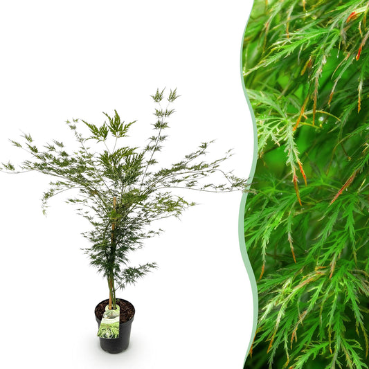 Green boutiQ - Gartenpflanze - Acer palmatum Emerald Lace - Japanischer Ahorn - Laubabwerfend - Grün - 1 - Topf 26cm - Höhe 90cm 