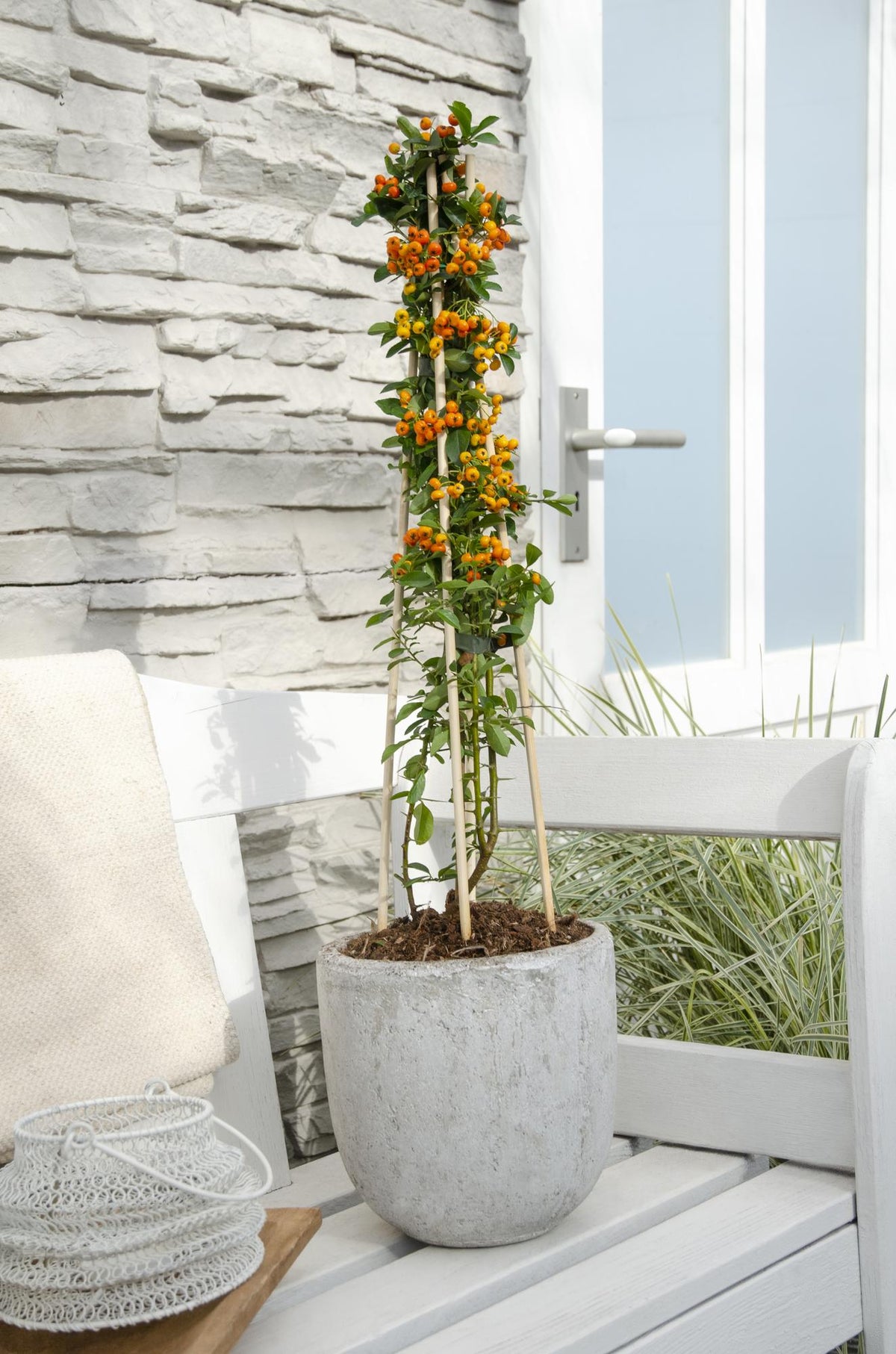 Feuerdorn – Pyracantha 'Orange Glow' – Ø15cm – ↕65cm – Immergrüner Strauch mit oranger Beerenpracht – Ideal als Sichtschutz & Vogelschutzhecke – Für Garten & Terrasse 