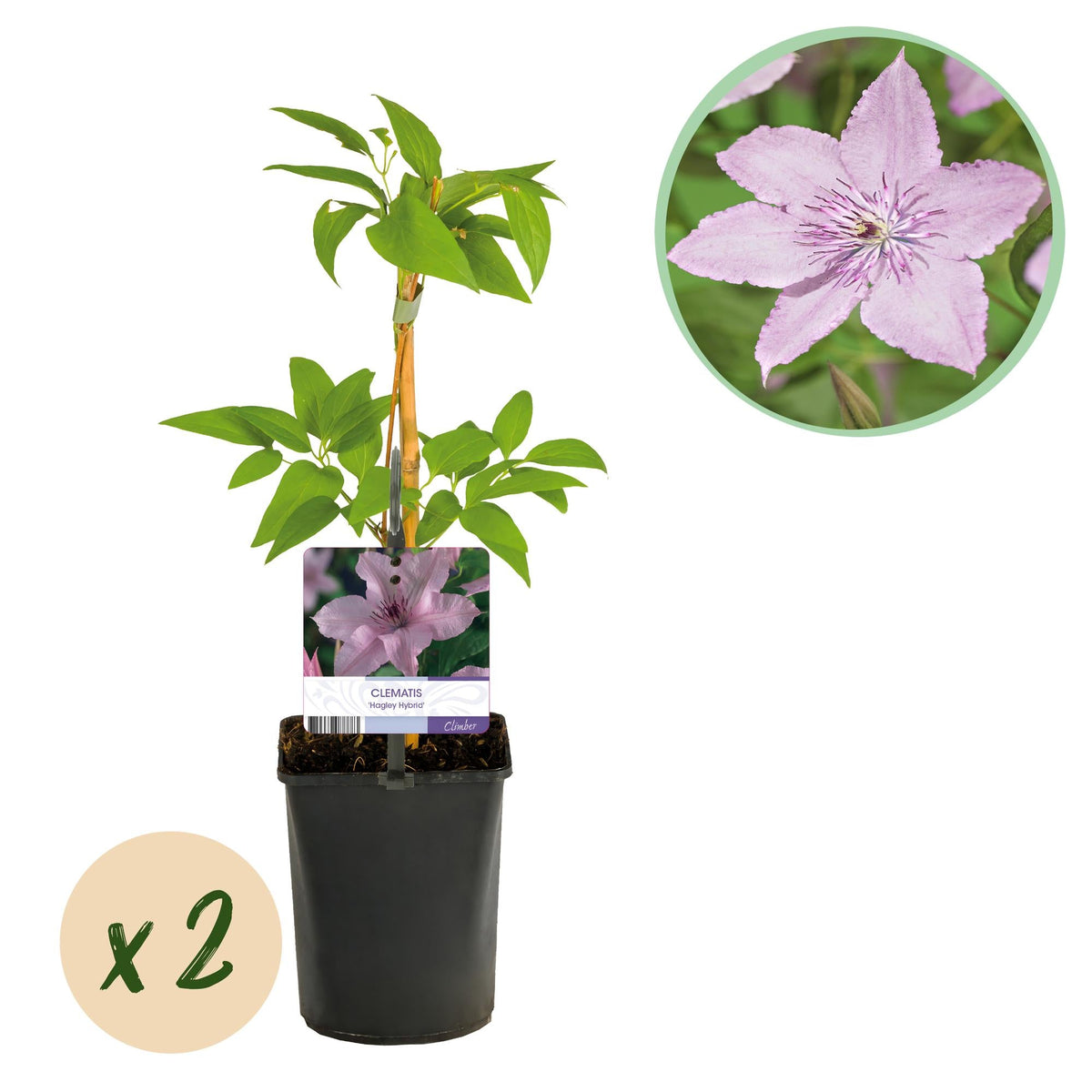 Kletterpflanze Clematis Hagley Hybrid – Rosa Blüten – Wenig Pflege – 2 Pflanzen – 11 cm Höhe 40 cm – Für Garten, Balkon & Pergolen 