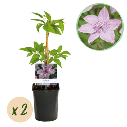 Kletterpflanze Clematis Hagley Hybrid – Rosa Blüten – Wenig Pflege – 2 Pflanzen – 11 cm Höhe 40 cm – Für Garten, Balkon & Pergolen 