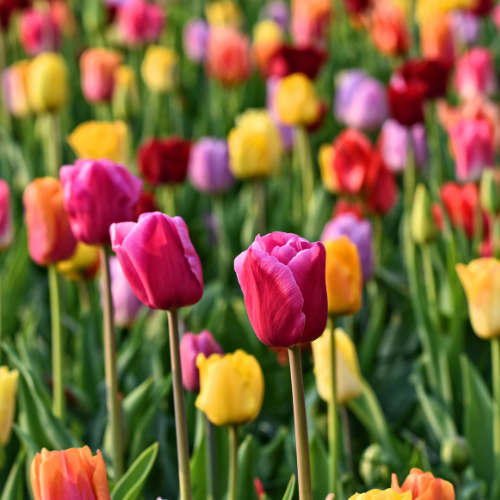 Tulpenzwiebeln Mix – 20 Blumenzwiebeln – Bunte Tulpenmischung für Garten, Topf oder Beet – Frisch vom Züchter – Pflegeleicht & mehrfarbig – Frühblüher für Frühjahr 