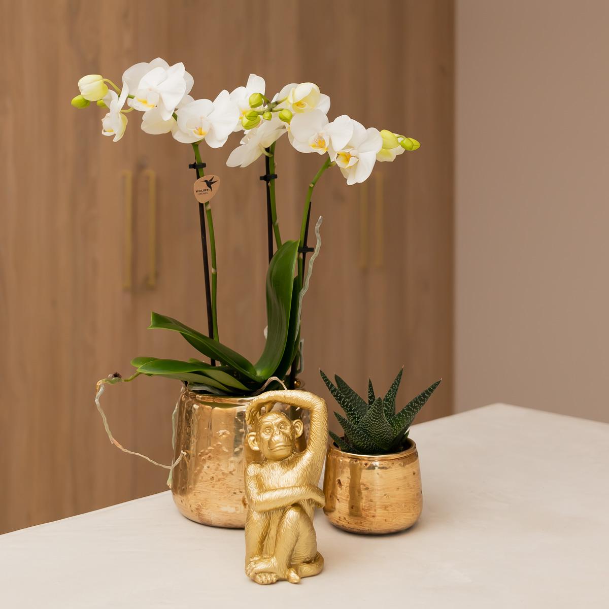 Weiße Phalaenopsis Orchidee Amabilis – Luxuriöser Ziertopf Gold Ø9cm – 40 cm hohe blühende Zimmerpflanze – Frisch vom Züchter 