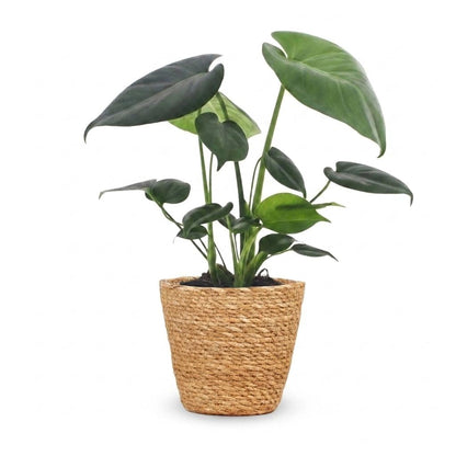 Fensterblatt – Monstera deliciosa – Topf Ø12cm – Höhe 30cm – mit Korb – Dekorative Zimmerpflanze – Ansicht 2