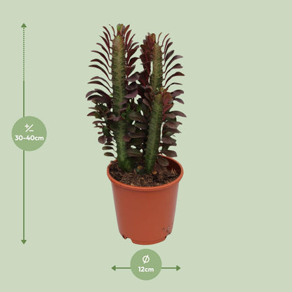 Euphorbia Trigona Rubra – Wolfsmilch – Zimmerpflanze – Ø12cm – ↕40cm – Rote Sukkulente – Pflegeleicht & robust – Für sonnige Innenbereiche 