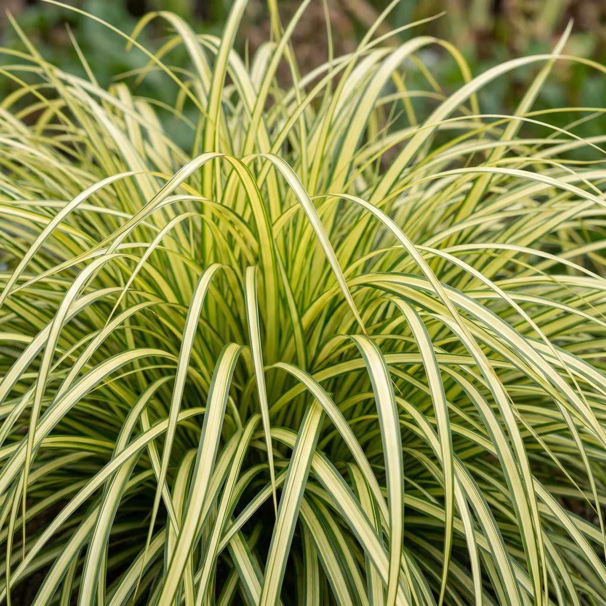 Segge 'Evergold' – Carex oshimensis 'Evergold' – 6 Pflanzen – Topf Ø11cm – Staude für Garten & Balkon – Ansicht 5