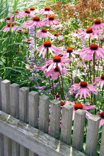Rotblühender Scheinsonnenhut Echinacea purpurea 'Magnus' – ↕10-25cm – Ø9cm – 6 Pflanzen – Purpur-Sonnenhut – Bienenfreundlich – Für Sonne & Beete – Pflegeleicht 