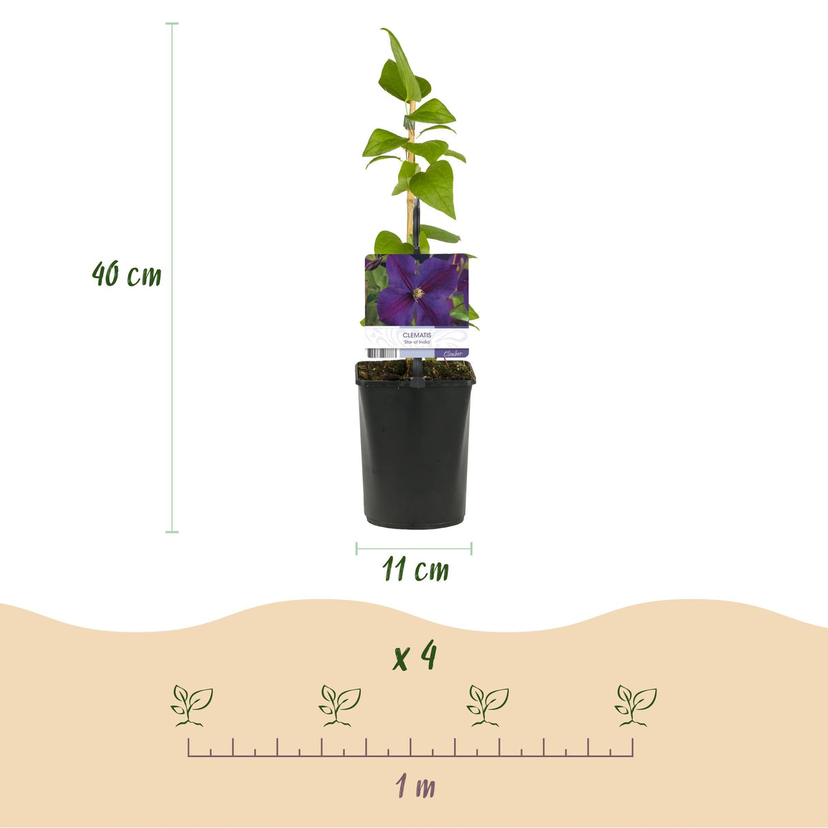 Kletterpflanze Clematis Star of India – Tiefblaue Blüten – 2 Pflanzen – 11 cm x H40 cm – Pflegeleicht & Winterhart – Ideal für Garten, Balkon & Pergolen 