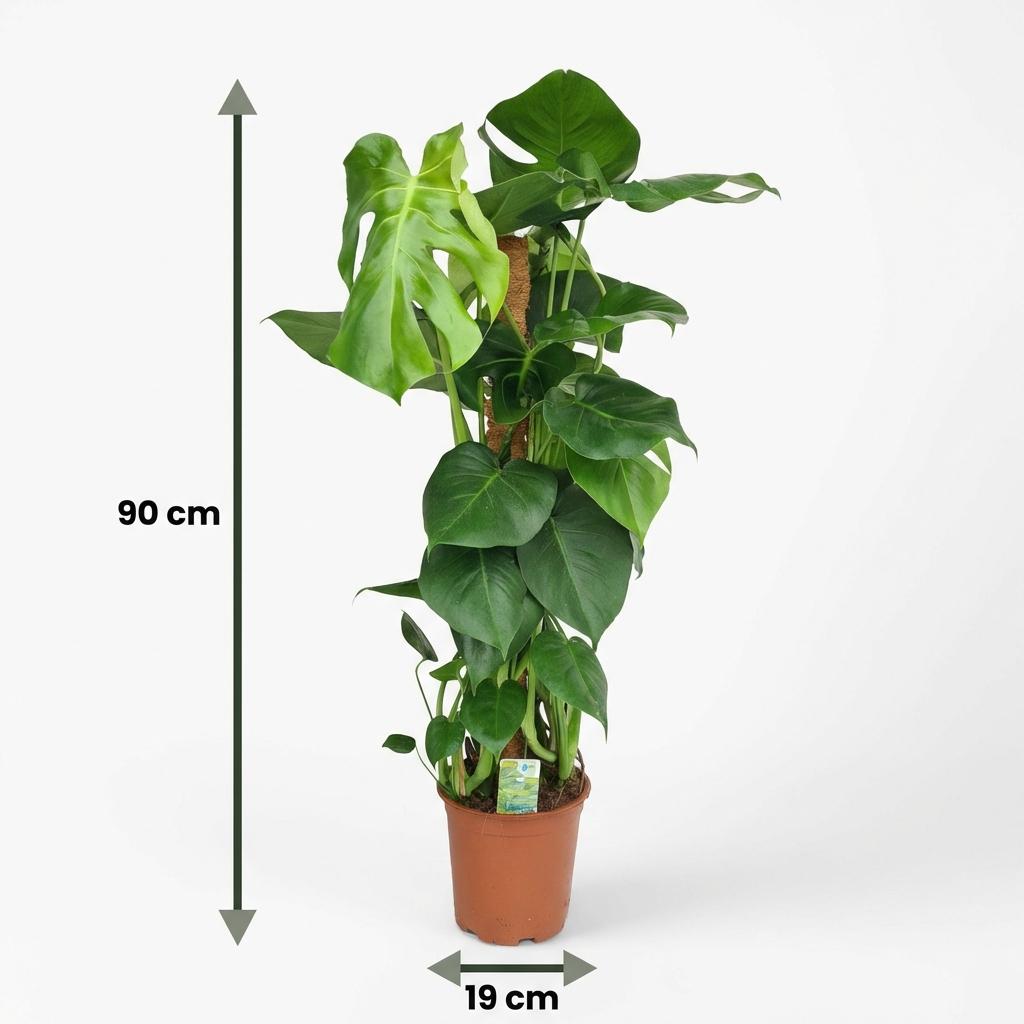 Green boutiQ - Zimmerpflanze - Fensterblatt - Monstera Deliciosa Moosstab - Grün - Pflegeleicht - 1 Pflanze - Topf 19cm - Höhe 90cm 