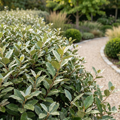 Ölweide 'Compacta' – Elaeagnus ebbingei 'Compacta' – 16 Heckenpflanzen – Topf Ø9cm – Höhe 25-35cm – Ansicht 5
