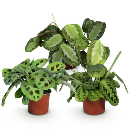 Green boutiQ - Zimmerpflanze - Marantha Silverband, Marantha Lemon Lime Marantha Kerchoveana - Gebetspflanze - Haustierfreundliche Pflanze - Grün - 3 Pflanzen - Topf 12cm - Höhe 25cm 