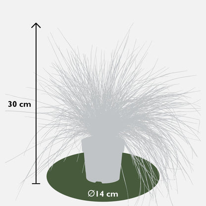 Blauschwingel-Gras - Festuca glauca Azura Blue - Ø14cm - ↨30cm 